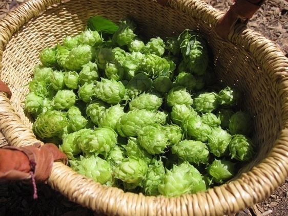 Hops (1)