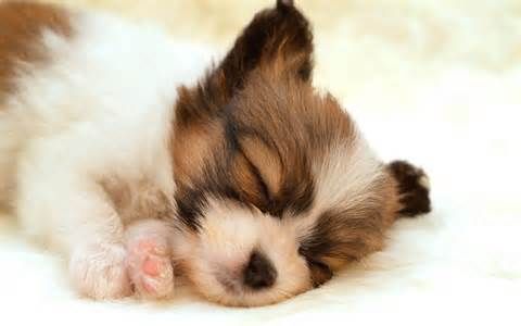puppy