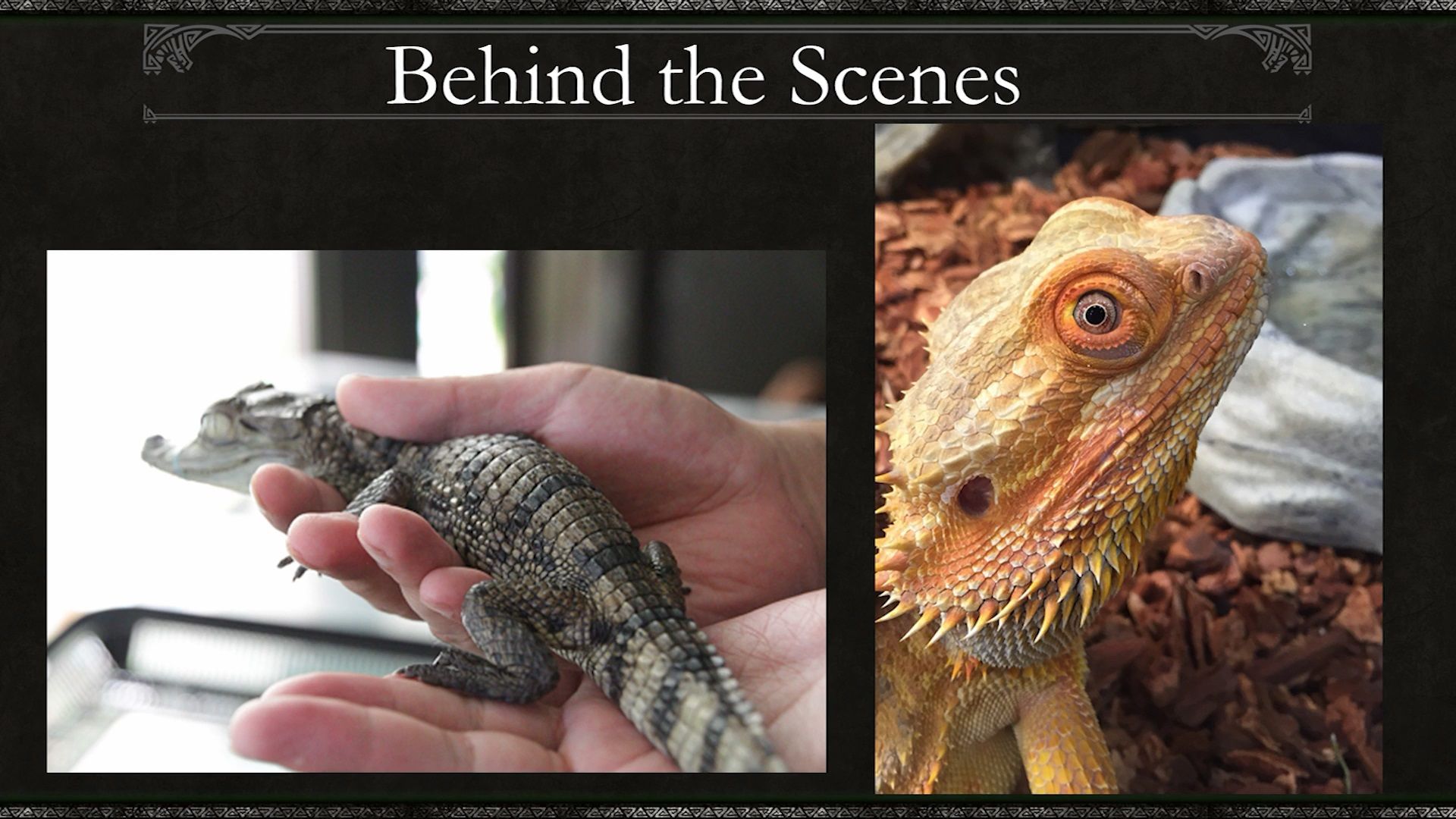 monster-hunter-world-bts-reptiles