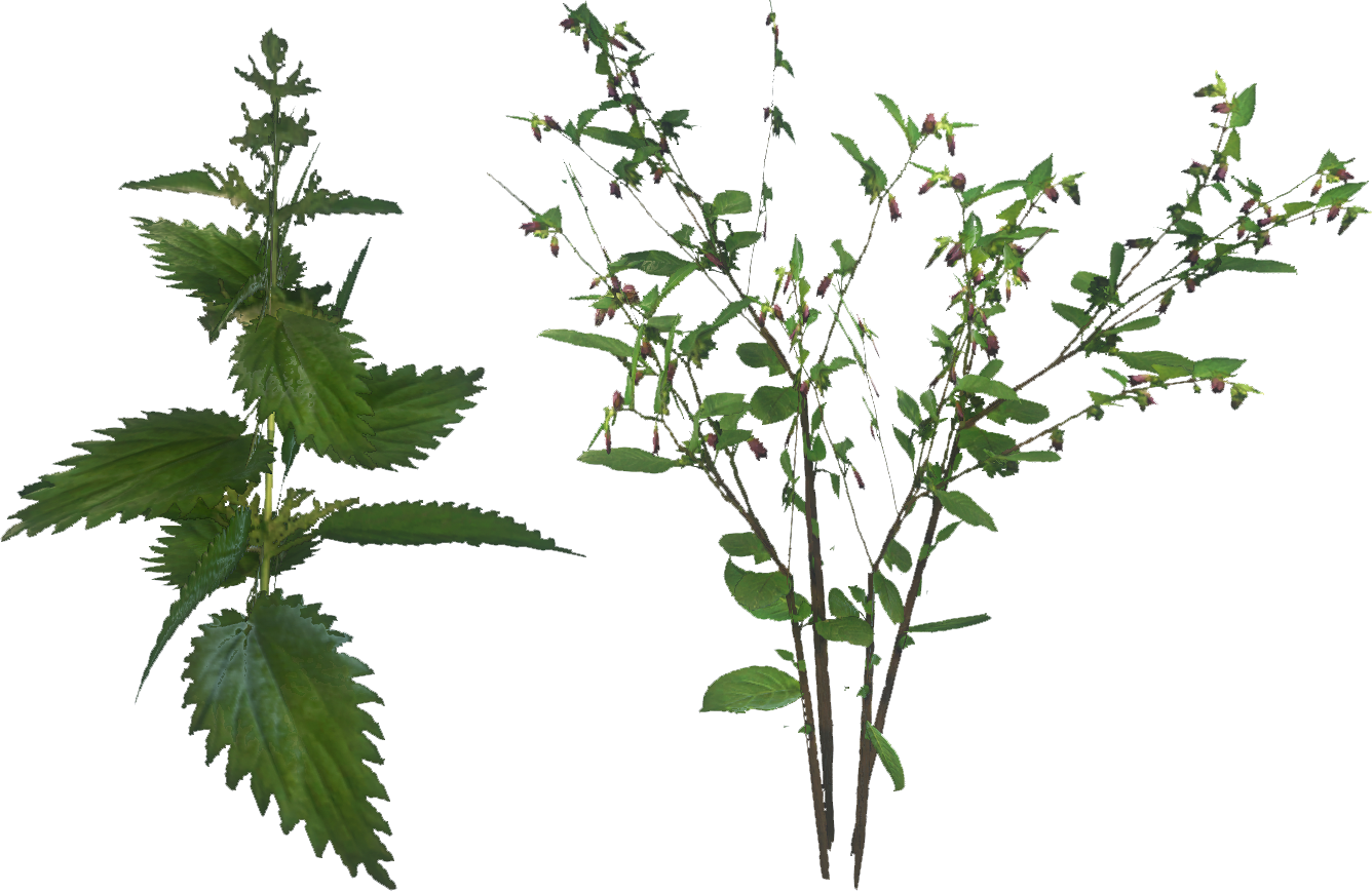 nettle_and_belladonna-kcd