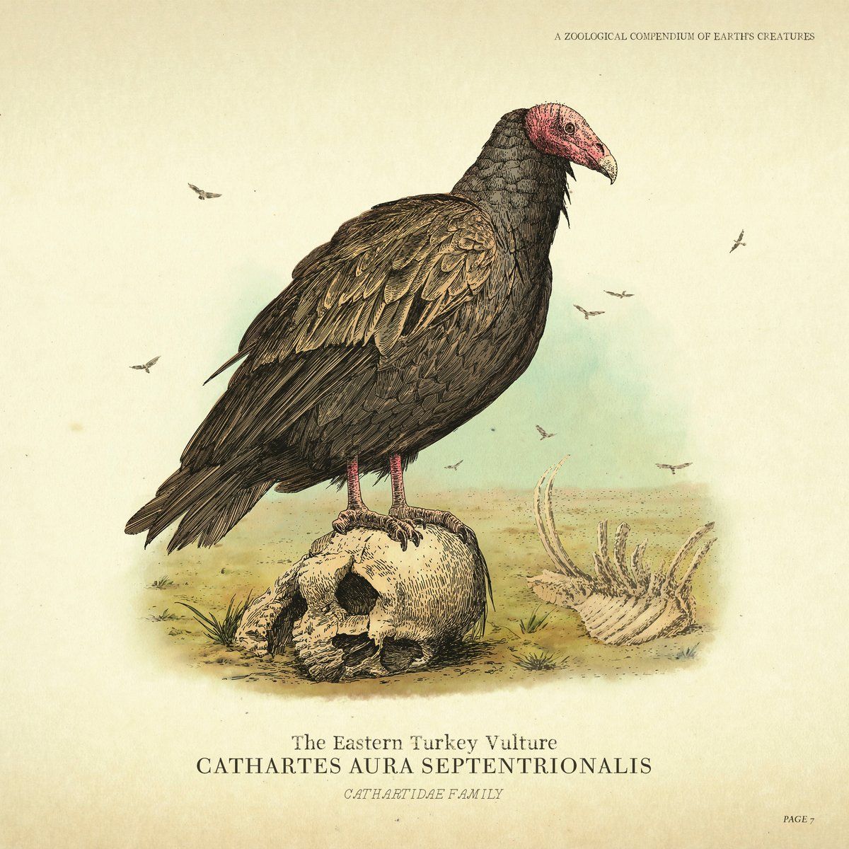 RDR2 Animals 14