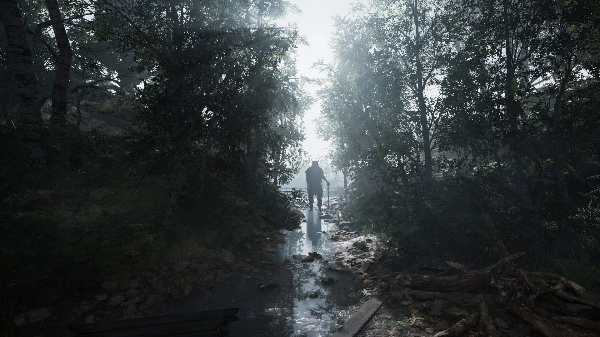 Explore the Forest