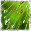Divinity Original Sin 2 Builds: Venomous Sentry (Ranger)