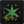 deviljho_gem